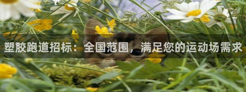 777814红·足一世比分篮球：塑胶跑道招标：全国范围，满足您的运动场需求