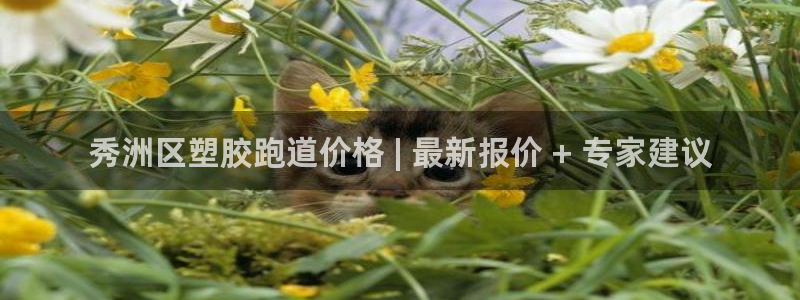55814红足1世：秀洲区塑胶跑道价格 | 最新报价 + 专家建议