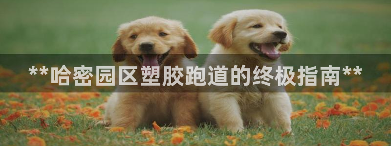 百度红足一1是为什么：**哈密园区塑胶跑道的终极指南**
